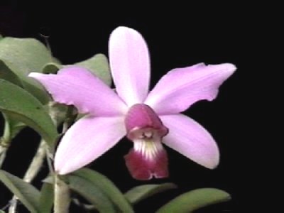 Cattleya violacea