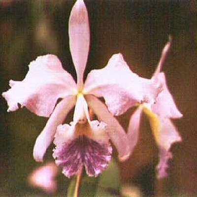 Cattleya warneri coerulea