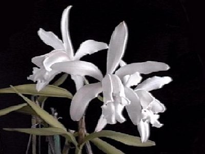 Cattleya intermedia alba