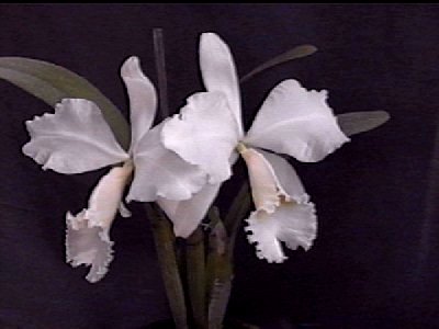 Cattleya labiata warneri alba