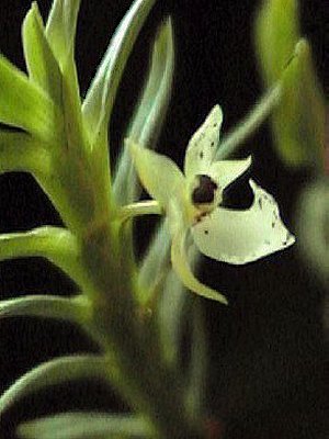 Dichae brachyphylla