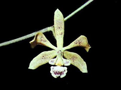 Encyclia oncidioides