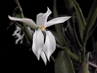 Encyclia widgrenii