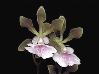 Encyclia randii