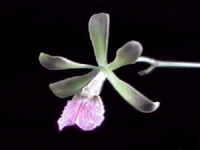 Encyclia matogrossense