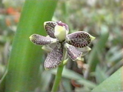 Encyclia vespa