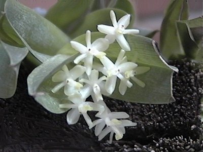 Epidendrum vesicatum