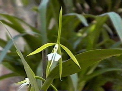 Epidendrum spruceanum