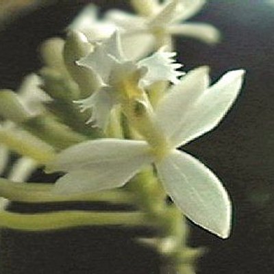 Epidendrum ellipticum v. album