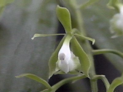 Epidendrum densiflorum