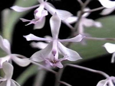 Epidendrum rondoniense