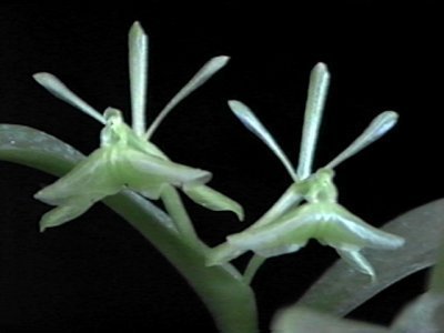 Epidendrum latilabre