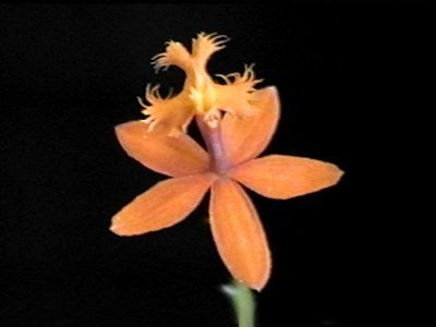 Epidendrum purpureum