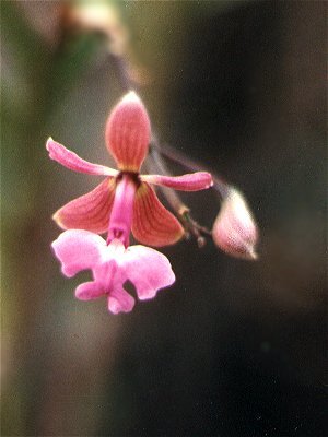 Epidendrum patens