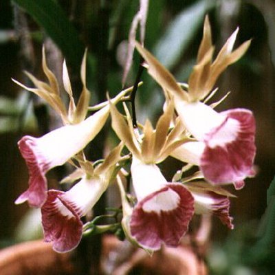 Galeandra multifoliata