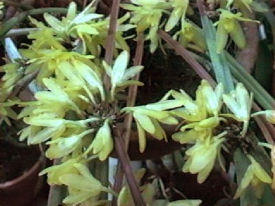 Octomeria juncifolia