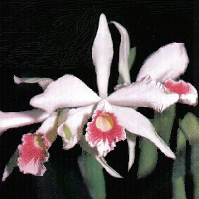 Laelia purpurata carnea Maria da Gloria