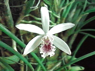 Laelia lundii