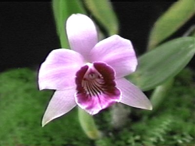 Laelia dayana