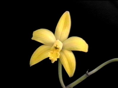 Laelia briegeri