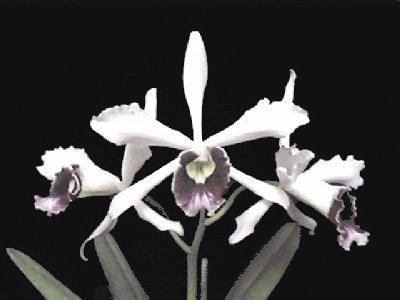 Laelia purpurata werkauserii