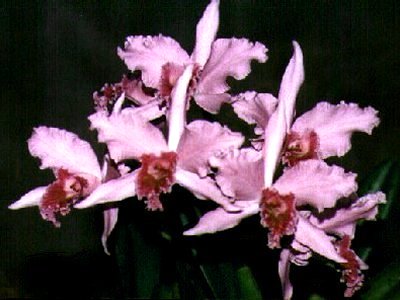 Laelia lobata