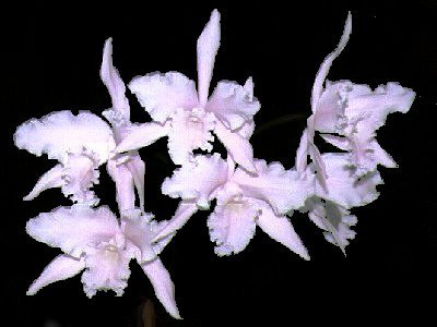 Laelia lobata v. concolor