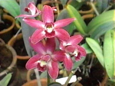 Laelia crispata