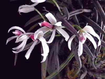 Leptotes bicolor