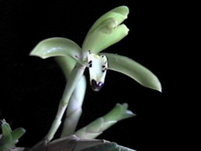 Maxillaria friedrichsthalii