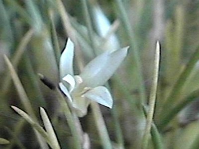 Maxillaria seidelii