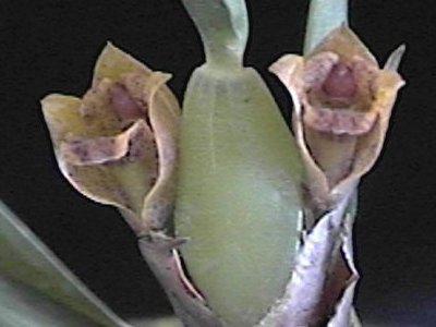 Maxillaria ferdinandiana