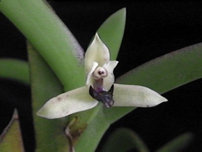 Maxillaria equitans