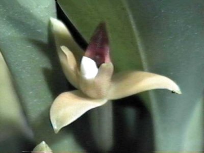 Maxillaria brasiliensis