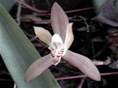 Maxillaria rufescens