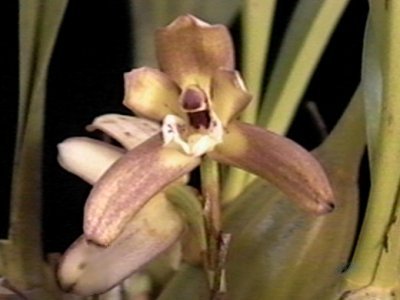 Maxillaria consanguinea