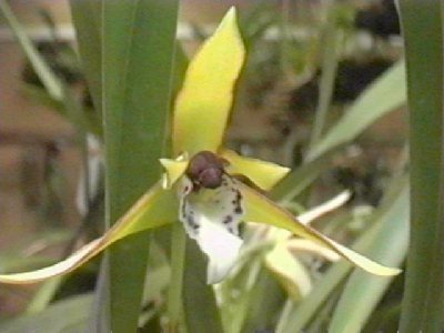 Maxillaria ubatubana