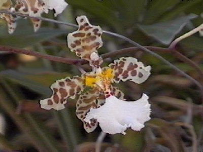 Oncidium jonesianum