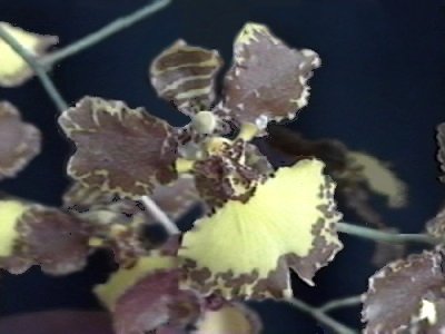 Oncidium gardnerii