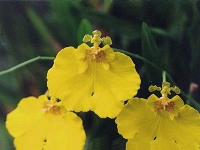 Oncidium varicosum rogersii