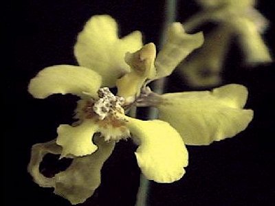 Oncidium ciliatum