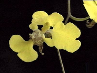 Oncidium macropetalum