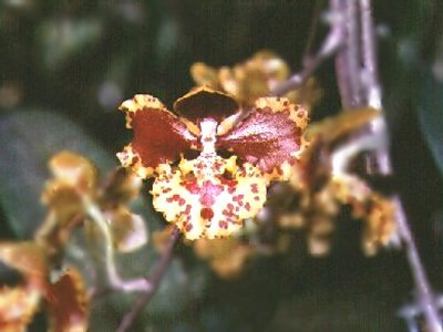 Oncidium sarcodes