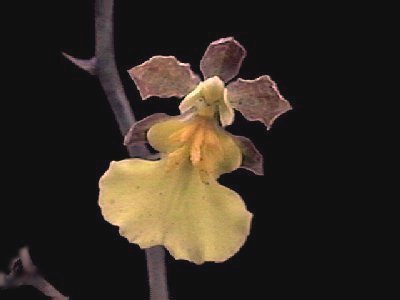 Oncidium fuscans