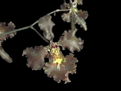 Oncidium crispum