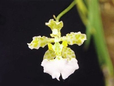 Oncidium jonesianum v. album