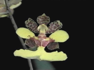 Oncidium ceboletta