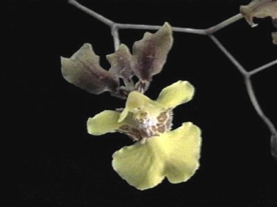 Oncidium fuscopetalum