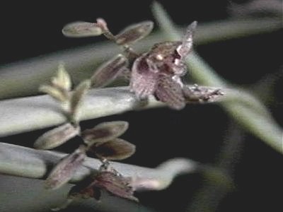 Pleurothallis octophrys