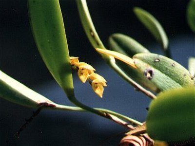 Pleurothallis luteola